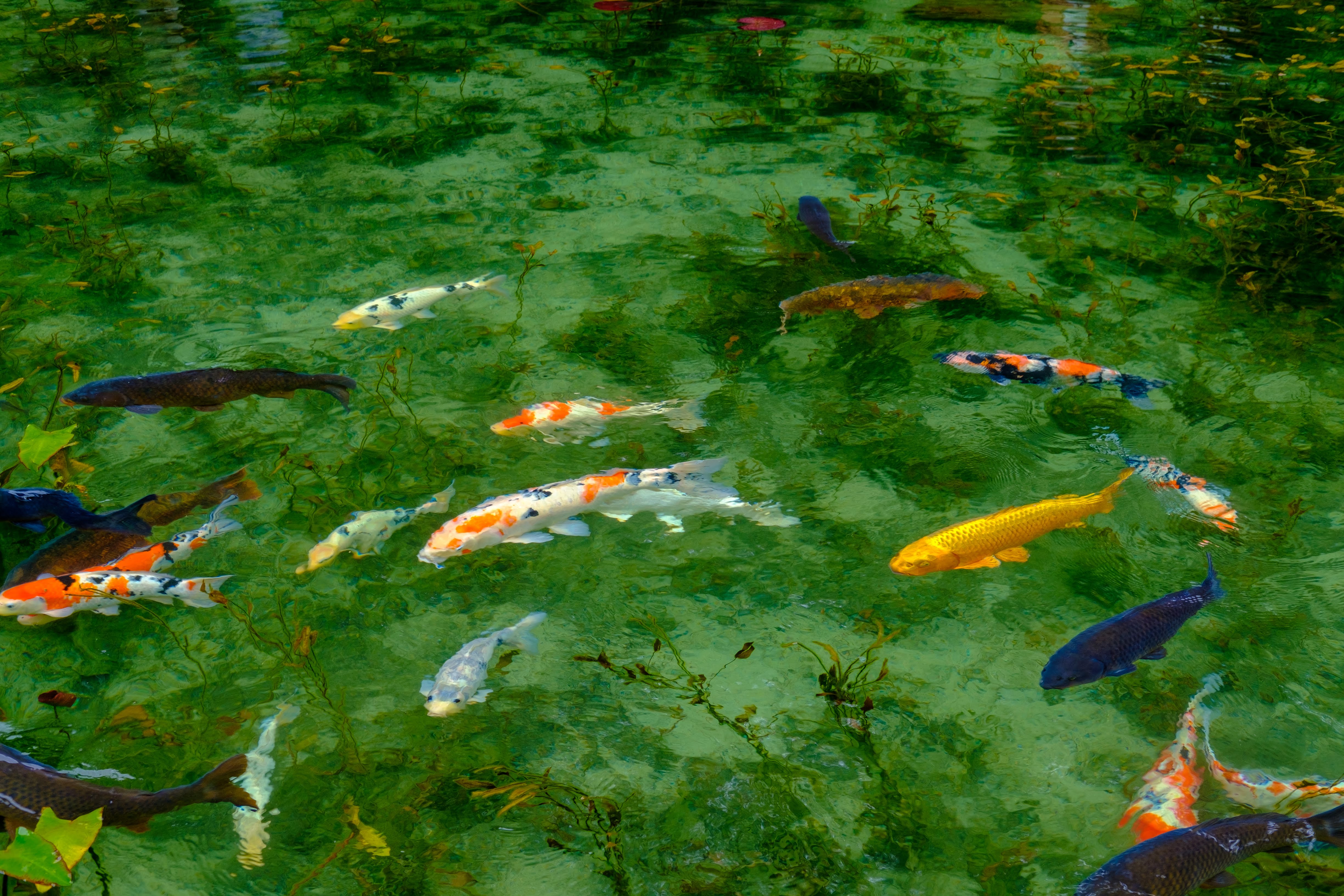 nagoya 関市 モネの池